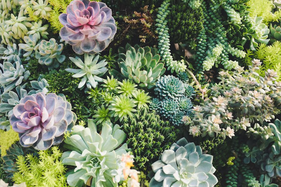 Кактусы на солнечном подоконнике