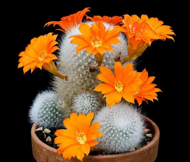 Rebutia muscula