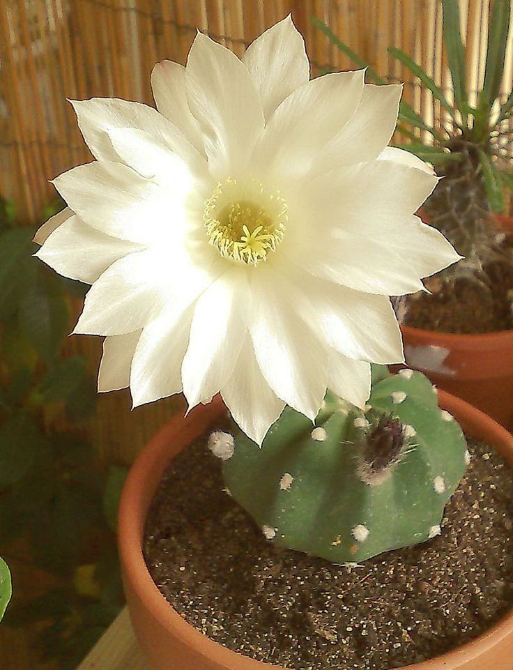 Echinopsis